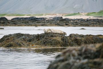 seal in iceland