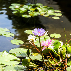 Nénuphar et fleurs