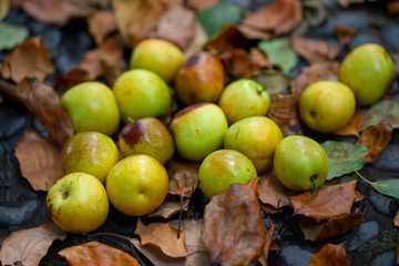 Chinese jujube winter jujube, harvesting mature winter jujube, sweet color