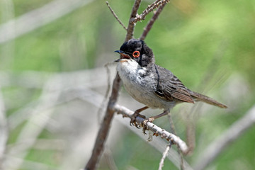 Samtkopf-Grasmücke (Sylvia melanocephala) - Sardinian warbler