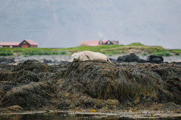seal in iceland