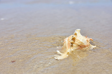 Beatiful Seashell on the beach