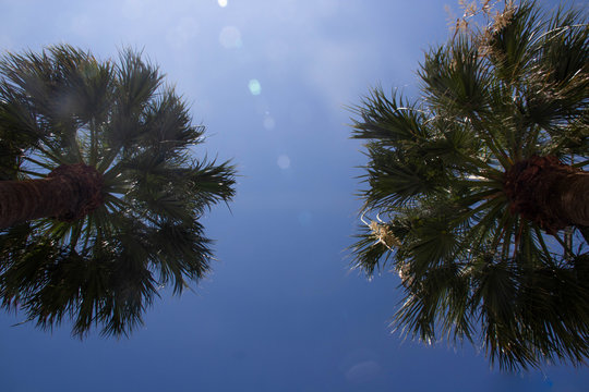 Coconut palm tree and blue sky