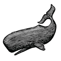 Illustration of a Sperm Whale is a rough woodcut style