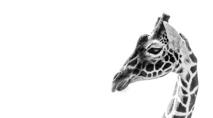 Fototapeta premium Reticulated Giraffe on a white background