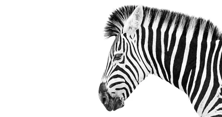 Fotobehang Dierenarts Burchells Zebra op een witte achtergrond