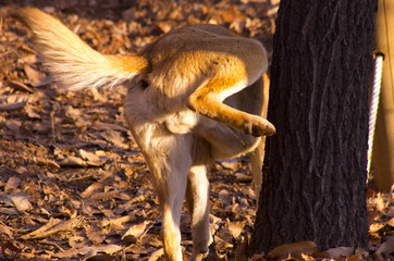 brown dog peeing to the tree