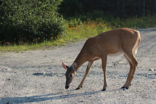 female deer