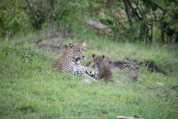 Mother Leopard and her cub in the Masai Mara