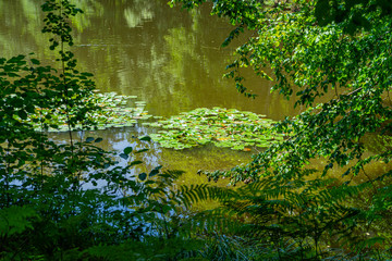 Fototapeta na wymiar Water lilies on a lake