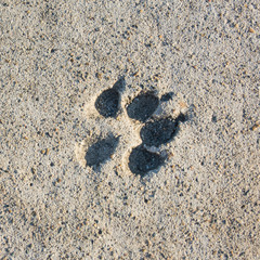 Footprint of a dog on cement concrete floor background. Abstract animal track texture. Paw print on the road. Top view.