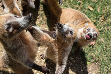 Portrait of group cute white nosed coatis, Nasua narica, begging for food, fighting and looking at...