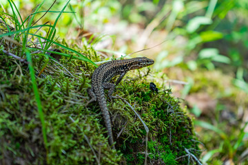Lizard on a stone covered with moss