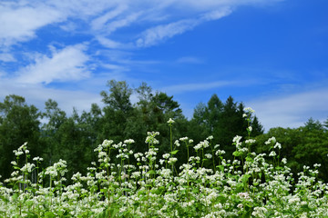 Fototapeta premium 蕎麦の花