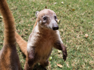 Portrait of cute white nosed coati, Nasua narica, begging for food, fighting and looking at a camera with funny expression. Cancun. Mexico