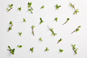 Creative Organic Eco Concept with Green Spring Leaves Border