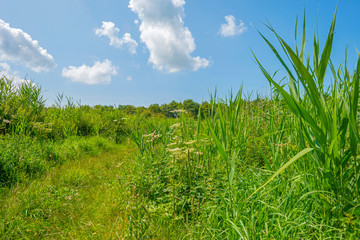 Trees in a green grassy flowery field below a blue cloudy sky in summer