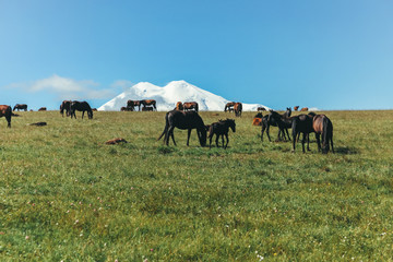 Landscape Elbrus Horse