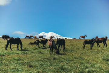 Landscape Elbrus Horse