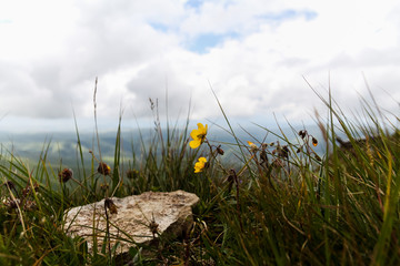 flowers and sky