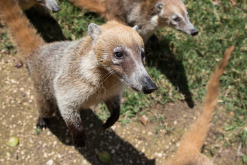 Portrait of group cute white nosed coatis, Nasua narica, begging for food, fighting and looking at a camera with funny expression. Cancun. Mexico