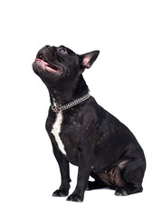 adult black dog french bulldog sitting on a white background