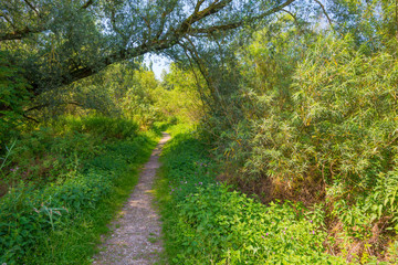 Fototapeta premium Trees in a green grassy flowery field below a blue cloudy sky in summer