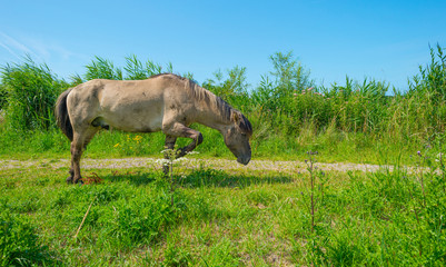 Horse in a field of a natural park below a blue sky in sunlight in summer © Naj