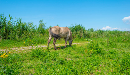 Horse in a field of a natural park below a blue sky in sunlight in summer © Naj