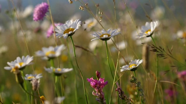 Wild flowers in the meadow are waving in the wind. There are daisies, sainfoins and field scabiouses. Slow motion close-up shot