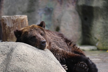 お昼寝中のヒグマ