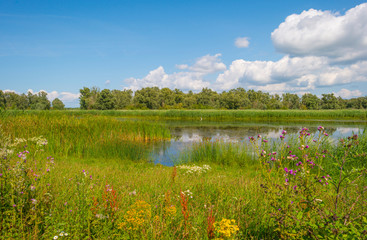 Fototapeta premium The edge of a pond with reed in a green grassy field below a cloudy blue sky in sunlight in summer
