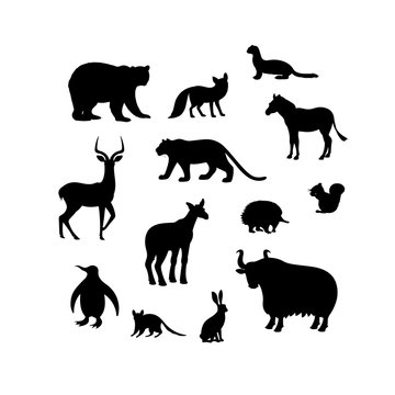 Set of animal silhouettes. Bear, fox, weasel, impala, tiger, zebra, penguin, okapi, echidna, squirrel, quoll, hare, yak