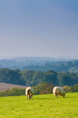 Sheep on a hill in the field