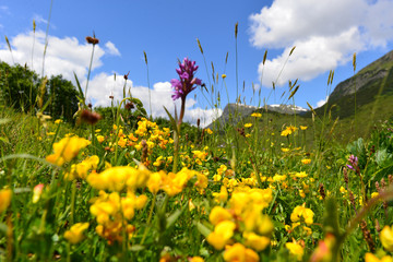 Echter Wundklee am Zeinisbach zwischen Vorarlberg und Tirol
