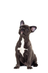 dog breed french bulldog sits on a white background