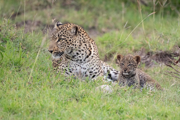 Fototapeta na wymiar Leopard and cub