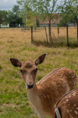 one fallow deer in captivity