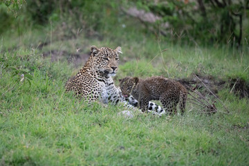 Leopard and standing Leopard cub