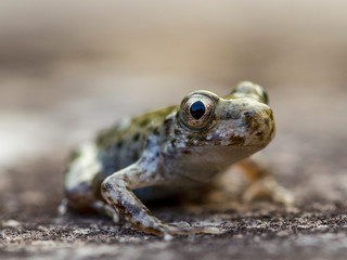A young Common midwife toad, Alytes obstetricans leaving the pond where it was born. A man is touching it's nose stopping it from scape.