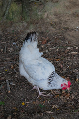 white hen in organic farm