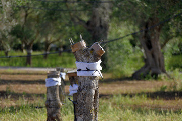 Grafted onto xylella-affected olive trees in an attempt to make them grow healthy, in Salento, Apulia