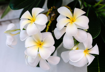 Fototapeta na wymiar White plumeria flowers or Leelawadee called in Thai, frangipani tropical blooming on tree , spa flower in Thailand