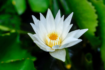 Soft blur focus to lotus flower white lotus flower on the pond or lake on lotus green leaves  background, in Thailand.