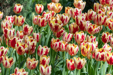 Red and Yellow Two Toned Tulips