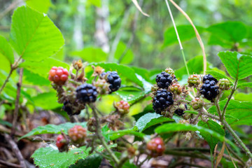 ripe blackberries on a bush in the forest.