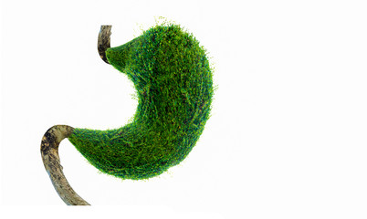 The human stomach is strong. The internal organs are shaped by green trees. (environment)