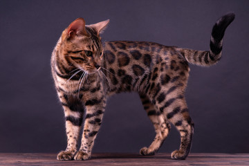 Bengal leopard cat on wooden table, black background, low key