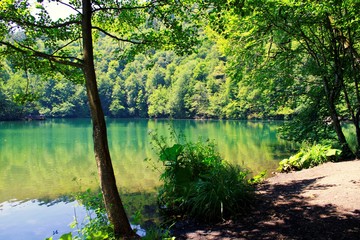 lake in the forest
