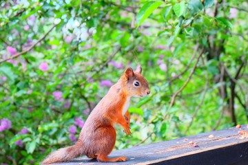 Cute squirrel on the tree, Finnish wildlife